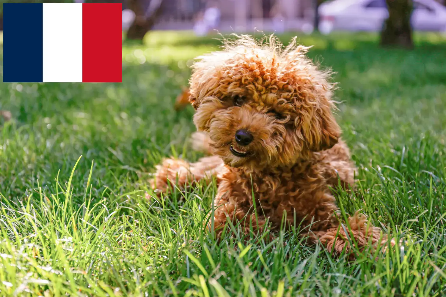 Read more about the article Fransa’da Maltipoo yetiştiricileri ve köpek yavruları