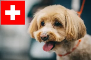 Read more about the article İsviçre’de Maltipoo yetiştiricileri ve köpek yavruları