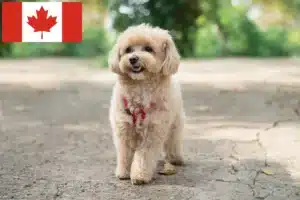 Read more about the article Kanada’da Maltipoo yetiştiricileri ve köpek yavruları