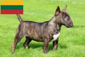 Read more about the article Litvanya’da Minyatür Bull Terrier yetiştiricileri ve köpek yavruları