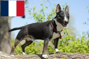 Read more about the article Fransa’da Minyatür Bull Terrier yetiştiricileri ve köpek yavruları