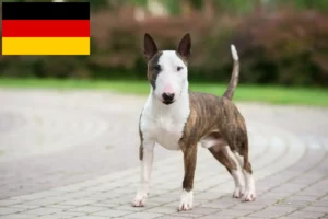 Read more about the article Almanya’da Minyatür Bull Terrier yetiştiricileri ve köpek yavruları