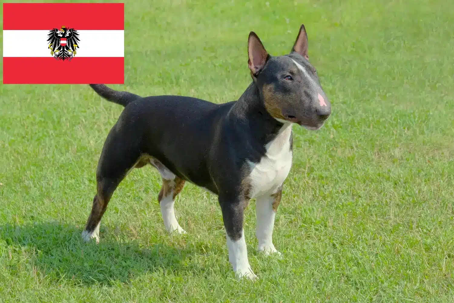 Read more about the article Avusturya’da Minyatür Bull Terrier yetiştiricileri ve köpek yavruları