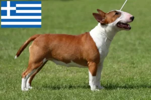 Read more about the article Yunanistan’da Minyatür Bull Terrier yetiştiricileri ve köpek yavruları