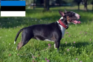 Read more about the article Estonya’da Minyatür Bull Terrier yetiştiricileri ve köpek yavruları