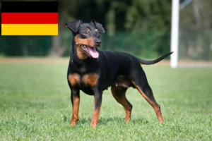 Read more about the article Almanya’da Minyatür Pinscher yetiştiricileri ve köpek yavruları