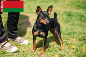 Read more about the article Belarus’ta Minyatür Pinscher yetiştiricileri ve köpek yavruları