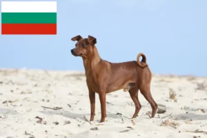 Read more about the article Bulgaristan’da Minyatür Pinscher yetiştiricileri ve köpek yavruları