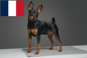 Read more about the article Fransa’da Minyatür Pinscher yetiştiricileri ve köpek yavruları