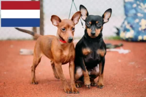 Read more about the article Hollanda’da Minyatür Pinscher yetiştiricileri ve köpek yavruları