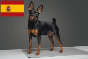 Read more about the article İspanya’da Minyatür Pinscher yetiştiricileri ve köpek yavruları