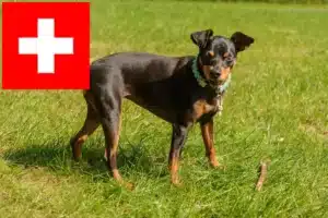 Read more about the article İsviçre’de Minyatür Pinscher yetiştiricileri ve köpek yavruları