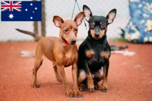 Read more about the article Avustralya’da Minyatür Pinscher yetiştiricileri ve köpek yavruları