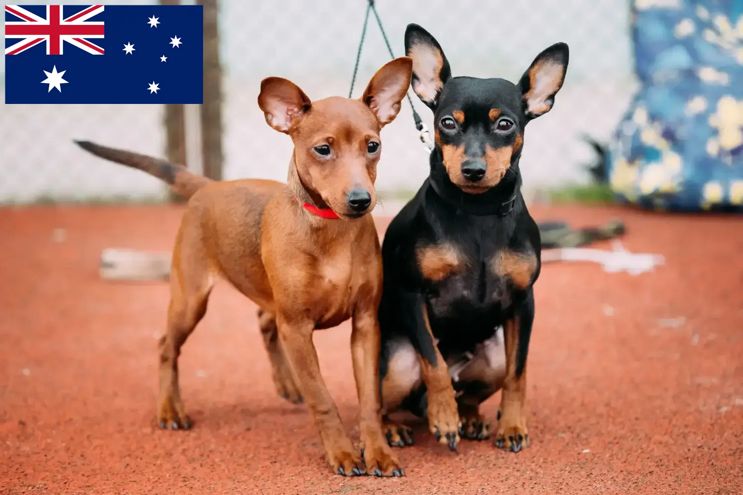 Minyatür Pinscher yavruları ve yetiştiricileri Avustralya Burada Avustralya'daki Minyatür Pinscher yetiştiricilerini bulabilirsiniz.
