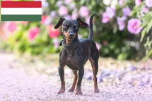 Read more about the article Macaristan’da Minyatür Pinscher yetiştiricileri ve köpek yavruları