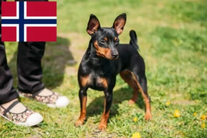 Read more about the article Norveç’te Minyatür Pinscher yetiştiricileri ve köpek yavruları