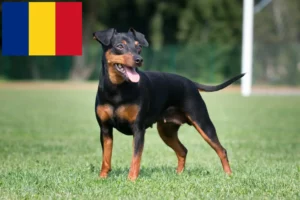 Read more about the article Romanya’da Minyatür Pinscher yetiştiricileri ve köpek yavruları