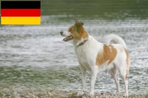 Read more about the article Almanya’da Norrbottenspitz yetiştiricileri ve köpek yavruları