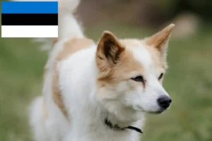 Read more about the article Estonya’da Norrbottenspitz yetiştiricileri ve köpek yavruları
