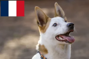 Read more about the article Fransa’da Norrbottenspitz yetiştiricileri ve yavru köpekler