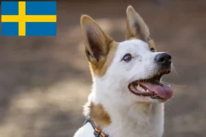 Read more about the article İsveç’te Norrbottenspitz yetiştiricileri ve köpek yavruları