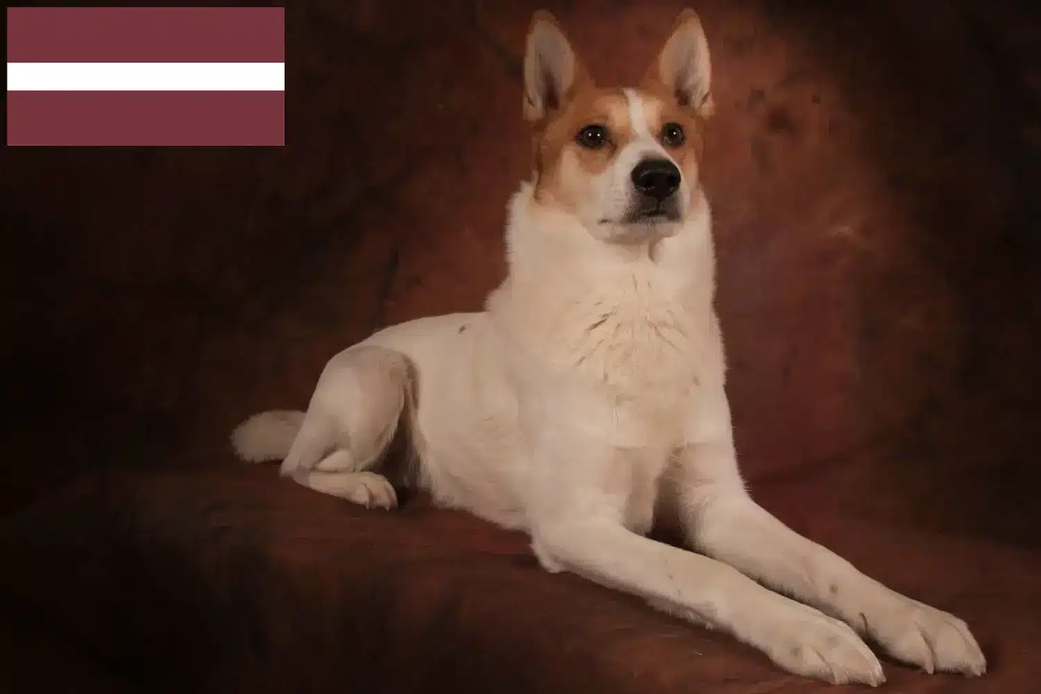 Read more about the article Letonya’da Norrbottenspitz yetiştiricileri ve köpek yavruları