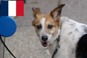 Read more about the article Réunion’da Norrbottenspitz yetiştiricileri ve yavru köpekler