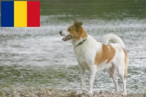 Read more about the article Romanya’da Norrbottenspitz yetiştiricileri ve köpek yavruları