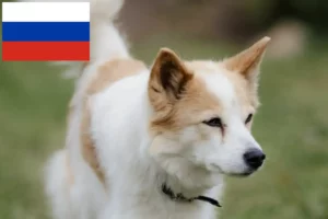Read more about the article Rusya’da Norrbottenspitz yetiştiricileri ve köpek yavruları