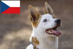 Read more about the article Çek Cumhuriyeti’ndeki Norrbottenspitz yetiştiricileri ve yavru köpekler