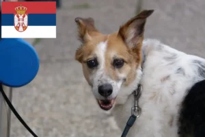 Read more about the article Sırbistan’da Norrbottenspitz yetiştiricileri ve köpek yavruları