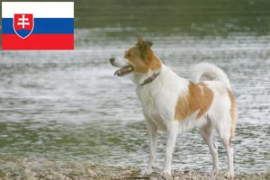 Read more about the article Slovakya’da Norrbottenspitz yetiştiricileri ve köpek yavruları