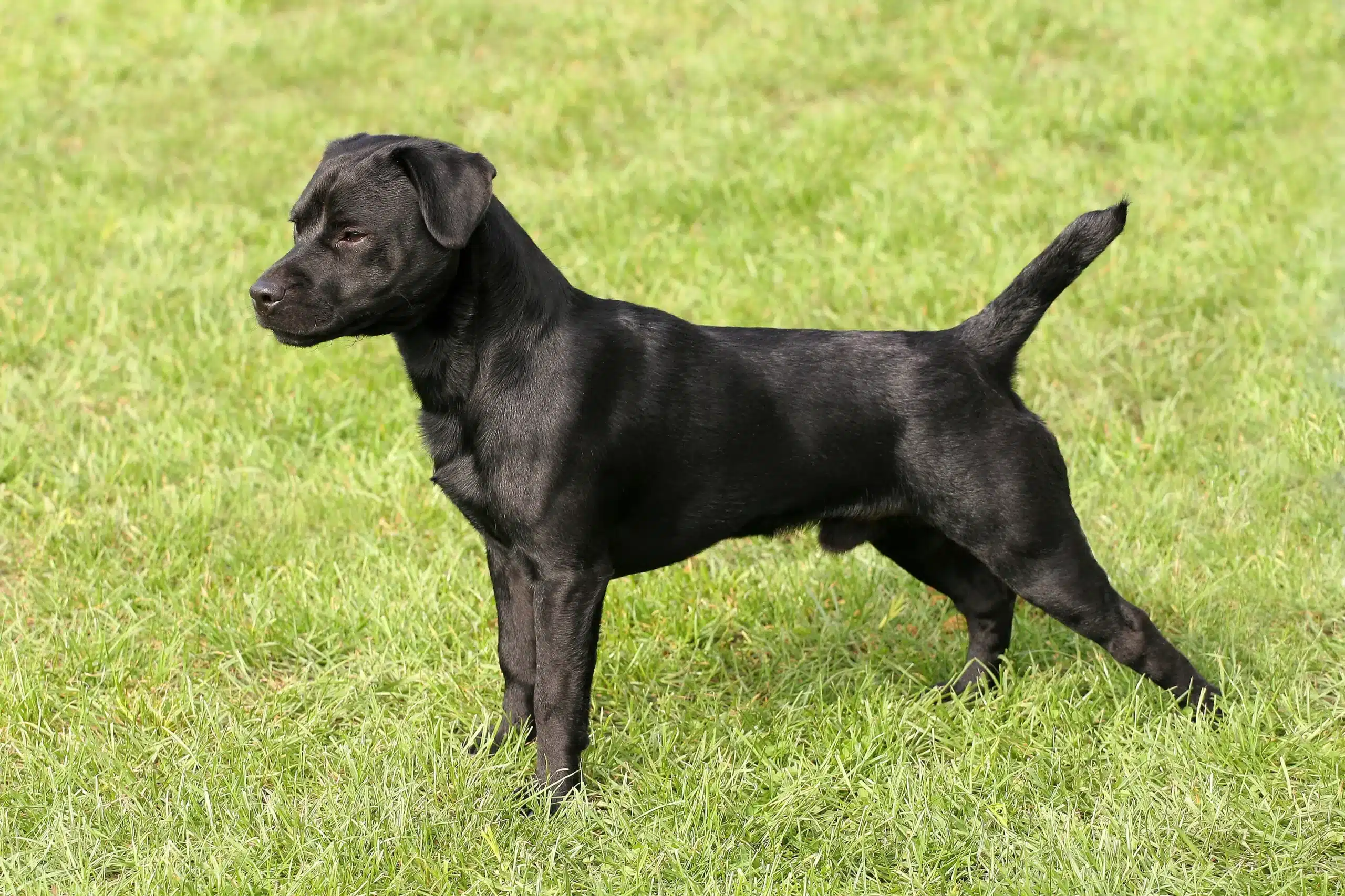 Read more about the article Patterdale Terrier Yetiştiricisi