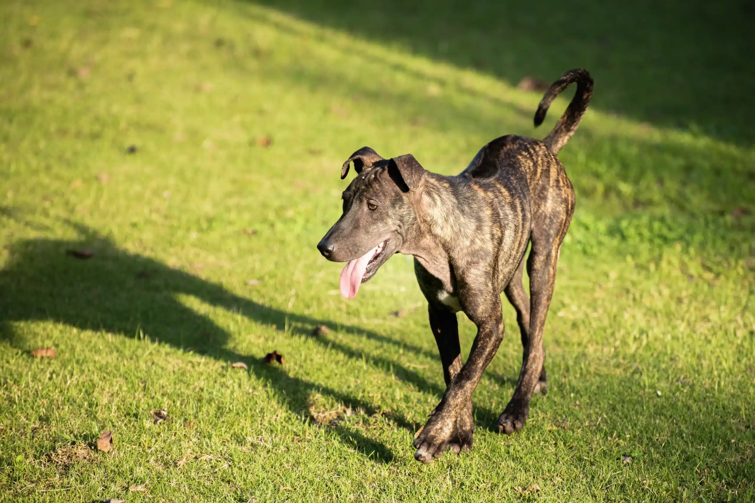 Read more about the article Phu Quoc Ridgeback yetiştiricisi