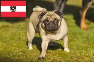 Read more about the article Avusturya’da Pug yetiştiricileri ve yavru köpekler