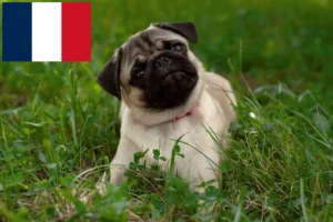 Read more about the article Fransa’da Pug yetiştiricileri ve yavru köpekler