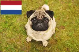 Read more about the article Hollanda’daki Pug yetiştiricileri ve yavru köpekler