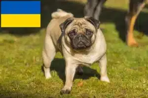 Read more about the article Ukrayna’da Pug yetiştiricileri ve köpek yavruları