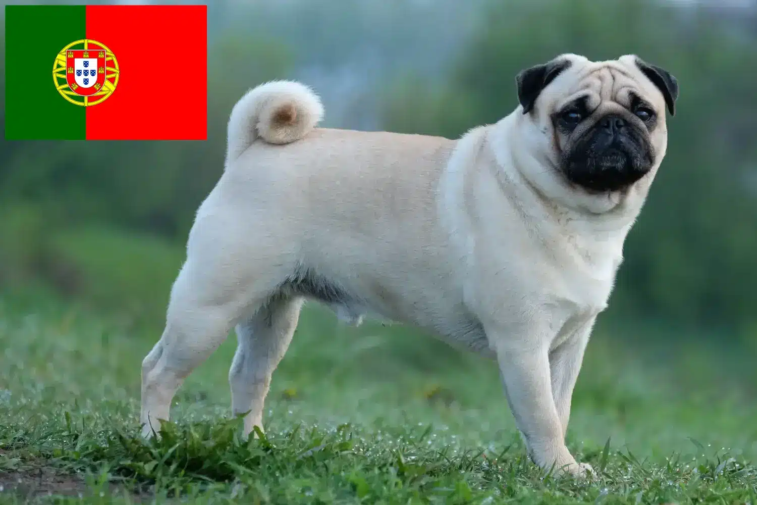 Pug yavruları ve yetiştiricileri Portekiz Burada Portekiz'deki Pug yetiştiricilerini bulabilirsiniz.