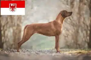 Read more about the article Brandenburg’da Rhodesian Ridgeback yetiştiricileri ve köpek yavruları