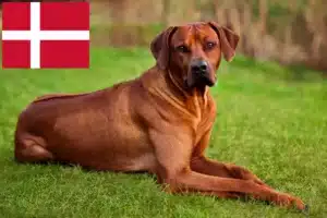 Read more about the article Danimarka’da Rhodesian Ridgeback yetiştiricileri ve köpek yavruları