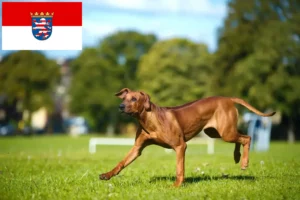 Read more about the article Hessen’deki Rhodesian Ridgeback yetiştiricileri ve köpek yavruları