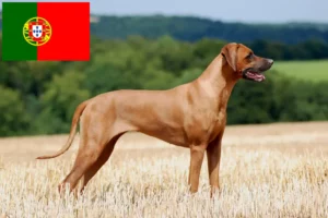 Read more about the article Portekiz’de Rhodesian Ridgeback yetiştiricileri ve köpek yavruları