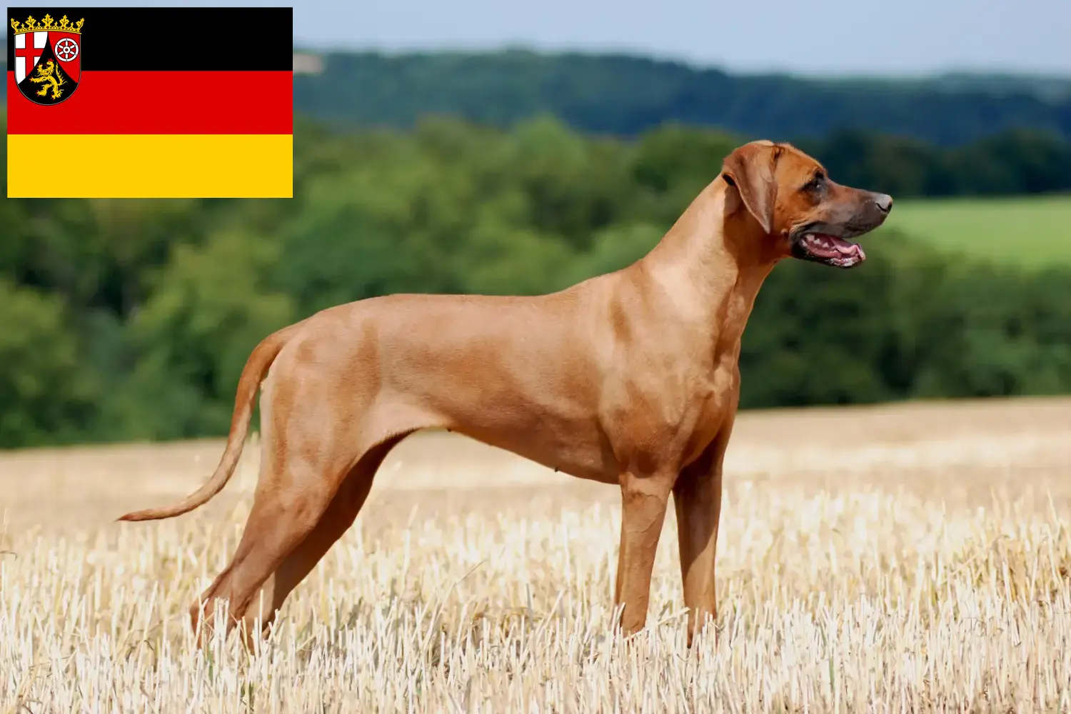 Read more about the article Rheinland-Pfalz’da Rhodesian Ridgeback yetiştiricileri ve köpek yavruları
