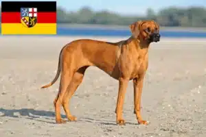Read more about the article Saarland’da Rhodesian Ridgeback yetiştiricileri ve köpek yavruları