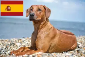 Read more about the article İspanya’da Rhodesian Ridgeback yetiştiricileri ve köpek yavruları