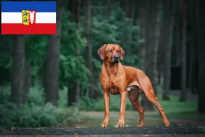 Read more about the article Schleswig-Holstein’da Rhodesian Ridgeback yetiştiricileri ve köpek yavruları