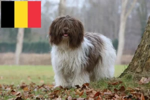 Read more about the article Belçika’da Schapendoes yetiştiricileri ve köpek yavruları