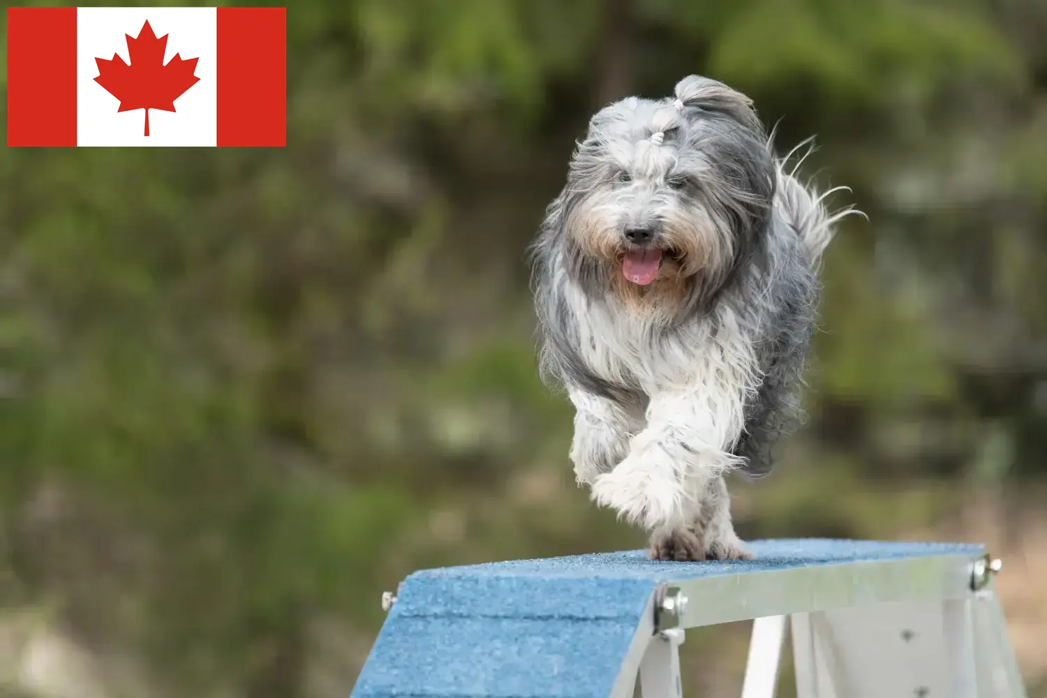 Read more about the article Kanada’da Schapendoes yetiştiricileri ve köpek yavruları