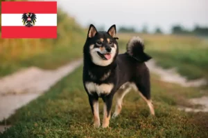Read more about the article Avusturya’da Shiba yetiştiricileri ve yavru köpekler